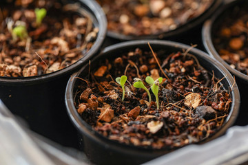 Small seedlings growing in blacl plastic pots close up