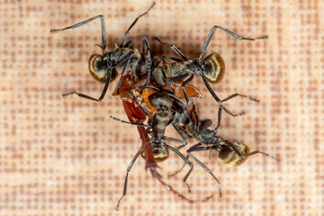 Macro Photo of Golden Weaver Ants are Helping Each Other to Move Their Prey