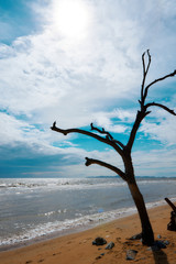 tree on the beach