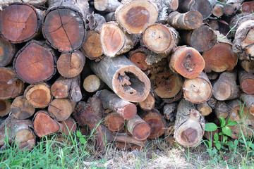 Fototapeta premium wooden trunk tree log pile. timber wood forest