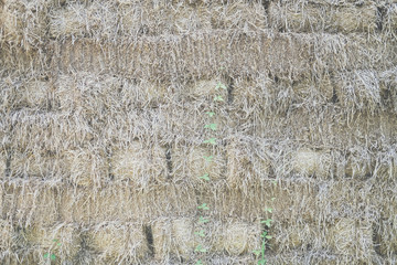 pile heap of rice straw hay in farm