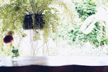 fern plant leaves decorating on balcony