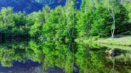 新緑のまいめの池