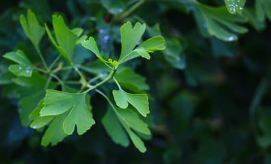Raindrops close-up on young leaves of Ginkgo Biloba. Abstract nature background, Soft focus