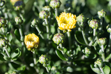 yellow flowers in the garden