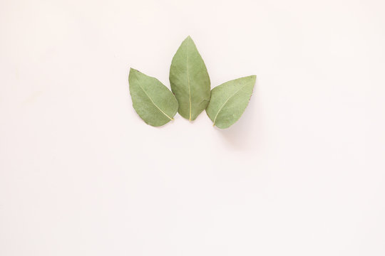 Simple flat lay image featuring three gum leaves on white background with copy space