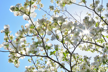 日光を浴びる木蓮