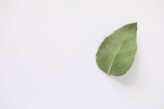 Simple flat lay image featuring single gum leaf on white background with copy space