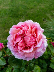 pink roses in garden