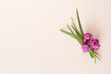Cute little bunch of purple wallflower flowers on white background . Vibrant nature flat lay image