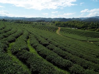 Fototapeta na wymiar Chiang Rai. Thailand, June 17, 2017: Tea plants in the mountains of Chiang Rai, Thailand