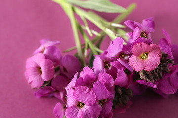 Cute little bunch of purple wallflower flowers on purple background . Vibrant nature flat lay image