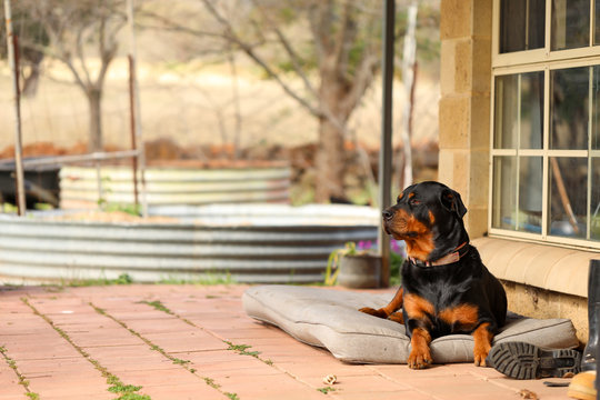 Rottweiler Female Sitting On Dog Bed On Front Porch Looking Off Into The Distance