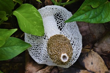 mushroom