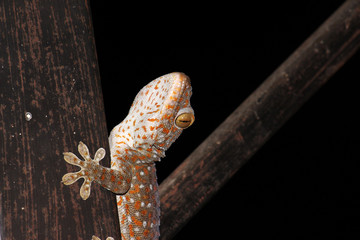 Tokay gecko is a large gecko, reaching a total length (including tail) of up to 30 cm.This species occurs in northeast India, Bhutan, Nepal, and Bangladesh, throughout Southeast Asia.