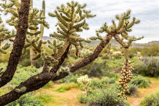 Jumping Cholla with Single Long Fruit Bundle in Blurred Background