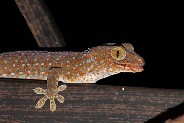 Tokay gecko is a large gecko, reaching a total length (including tail) of up to 30 cm.This species occurs in northeast India, Bhutan, Nepal, and Bangladesh, throughout Southeast Asia.