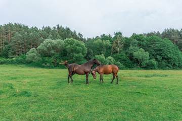 Naklejka na ściany i meble Couple of horse portrait in pasture. Horse communication. Two beautiful chocolate and brown horses clean each other, nuzzling and hugs. Mare and horse stand in a grassy paddock with trees at nature. 