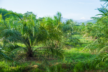 Fototapeta premium Green tropical oil palm plantation tree