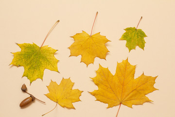 Acorn and dry leaves on a beige background, Top view.