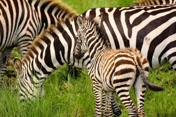 Fototapeta na wymiar Close up photo of beautiful young baby zebra grazing with herd in Maasai Mara, Kenya