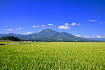 Fototapeta premium 田んぼと磐梯山（福島県・猪苗代町）