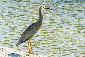 Heron Alert On Beach