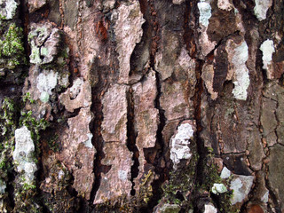 Pine bark, the Merkus pine is a pine native to the Malesia region of southeast Asia.