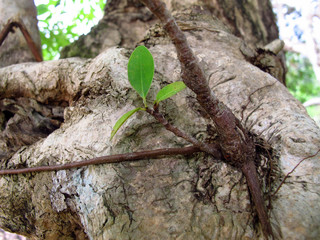 Ficus perennial plant, up to 20 m tall. Young leaves are edible.