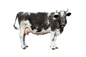 Cow isolated on white. Talking black and white cow
