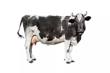 Gardinen Cow isolated on white. Talking black and white cow © esvetleishaya