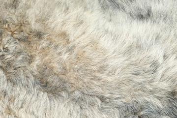 Light gray fluffy fur texture close up