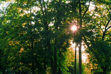 Fototapeta premium Early autumn. The sun's rays break through the leaves
