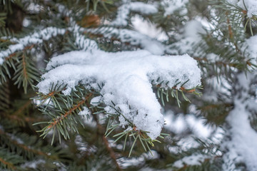 Snow on green spruce branches in the sunlight.