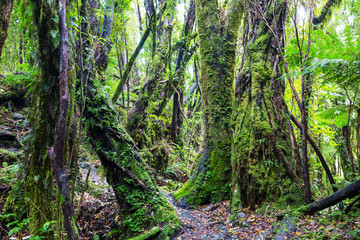 Obraz premium New Zealand forest