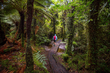 New Zealand forest