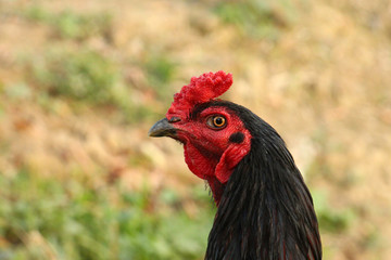 One kind of Thai cockfighting. Red face red looks good healthy.