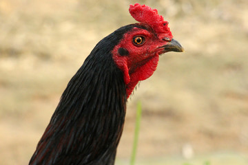 One kind of Thai cockfighting. Red face red looks good healthy.