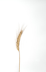 Ear of rye isolated on white background