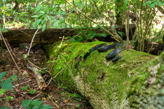 Full frame image of this beautiful snake crawling on a moss-covered log in this idyllic forest scene.