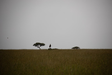 Obraz na płótnie Canvas Topi on Ant Mound in Kenya, Africa
