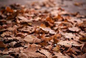 autumn leaves on ground