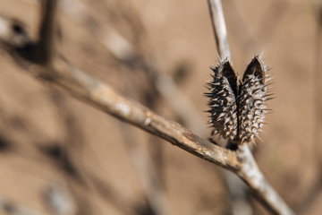 A dried plant with thorns. Example of changing climate