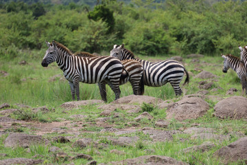 Fototapeta na wymiar Herd of Zebras grazing on African savanna grassland in Maasai Mara, Kenya, Africa