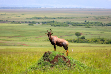 African topi antelope on termite mound in Maasai Mara, Kenya, Africa