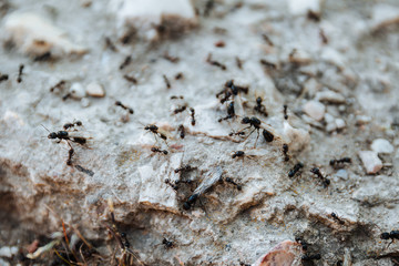 Black ants crawl over the stone. Teamwork. Hymenoptera insects.