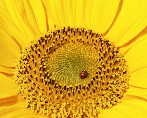 Sunflower with ladybird close up