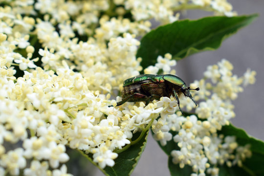 Cetonia aurata beetle on flowering elderberry (Sambucus nigra) close up