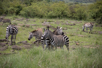 Fototapeta na wymiar Photo of herd of zebras grazing in Maasai Mara, Kenya, Africa
