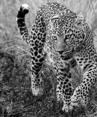 BLACK AND WHITE FEMALE LEOPARD, MAASAI MARA